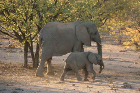 desert-elephants