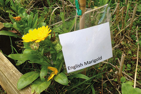 marigold