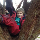 climbing-trees